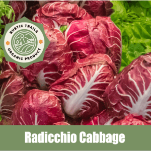 Red Verona Radicchio Chicory Cabbage, Cichorium intybus Seeds